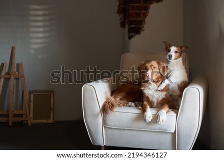 two dogs on a chair. Nova Scotia duck toller retriever and Jack Russell Terrier at home. Pet indoors in loft