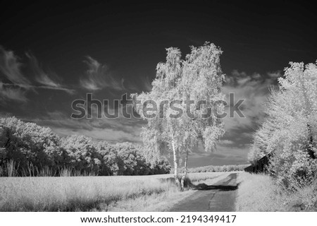 summer landscape with a field and a tree infrared photography