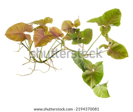 Pink Syngonium podophyllum leaves, Pink arrowhead shaped foliage, Arrowhead Ivy isolated on white background, with clipping path    