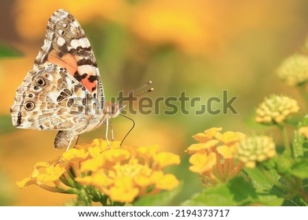 Colorful butterfly Painted lady (Vanessa cardui) on yellow flower