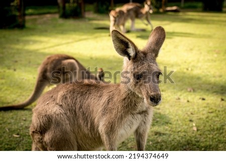 A closeup shot of a cute brown kangaroo in a park in sunny weather