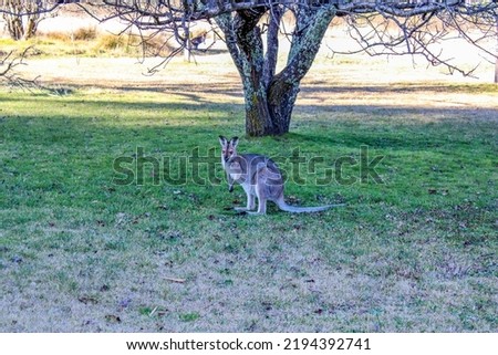 A large kangaroo with red eyes on a field in Emmaville, New South Wales, Australia
