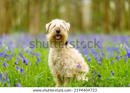 A Soft-coated Wheaten Terrier sitting in grassy ground and looking at camera Royalty-Free Stock Photo #2194404723