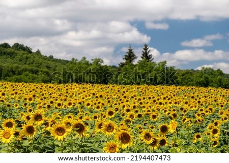 Sunflower field near the forest