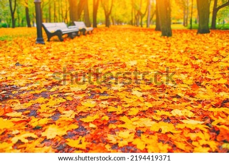 Morning blur in autumn park. Orange red maple leaves. Yellow forest tree on background. Fall season nature scene beauty. Bench alley in city garden. Path in woods, scenery in sun street Blurry bokeh Royalty-Free Stock Photo #2194419371