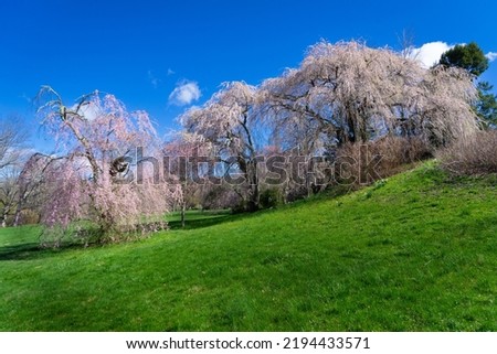 Weeping willow trees bloom on a grassy slope during spring at the New Jersey Botanical Gardens. Royalty-Free Stock Photo #2194433571