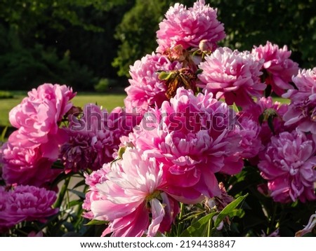 Chinese Peony, Garden Peony 'Wrinkles  Crinkles' (Paeonia lactiflora) flowering with full, rich pink flowers in bright sunlight in the garden Royalty-Free Stock Photo #2194438847