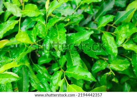 Beautiful Green Leaves after Rain in Closeup