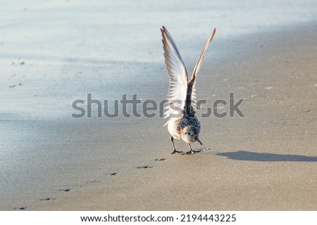 Sandpiper Bird with Wings Up as it Lands on the Beach - looks like a beach fairy bird Royalty-Free Stock Photo #2194443225