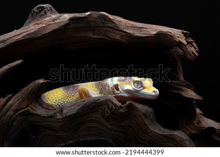 a pair of leopard gecko 