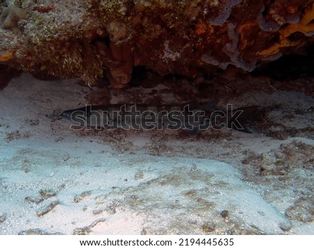 A Great Barracuda (Sphyraena barracuda) sheltering under a rock in Cozumel, Mexico