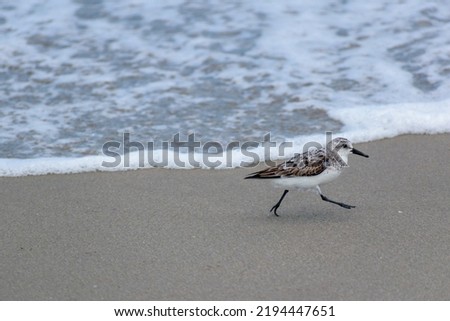 Cute Little Bird Walking Briskly on Sand Near Water - Palmated Sandpiper Bird on Delaware USA Beach Royalty-Free Stock Photo #2194447651