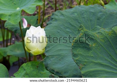 Beautiful blooming white lotus flower with leaves