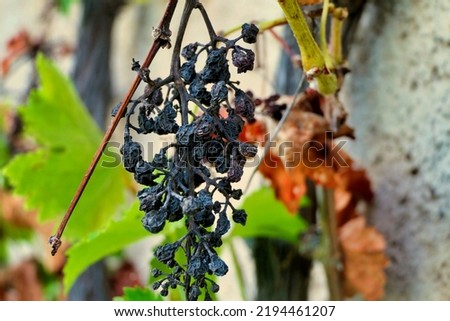 Close up of a withering bunch of grapes on the vine due to a prolonged heatwave
 Royalty-Free Stock Photo #2194461207