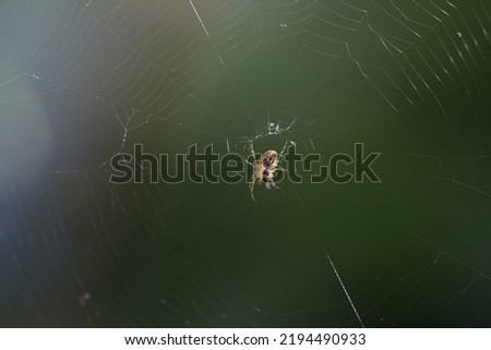 A small cross spider sits on its web with prey.