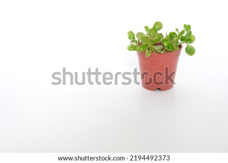 Small green plant with leaves inside small pot. Presentation background with small plant pot. Selective focus area.