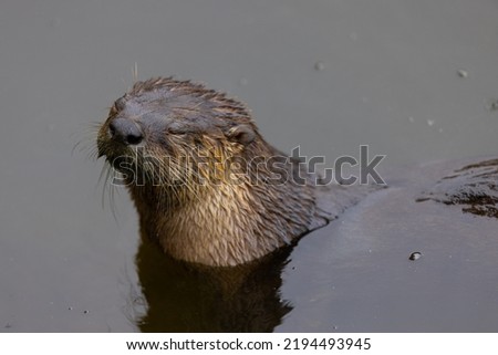 River otter, seen in the wild in North California
