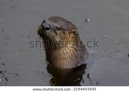 River otter, seen in the wild in North California