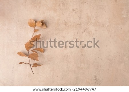 Frame border from dry fallen leaves on the modern bieg terracotta stone background. Thanksgiving autumnal background, top view, flat lay