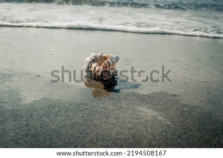 Conch sea shell on sandy beach. Image made in sunrise light.