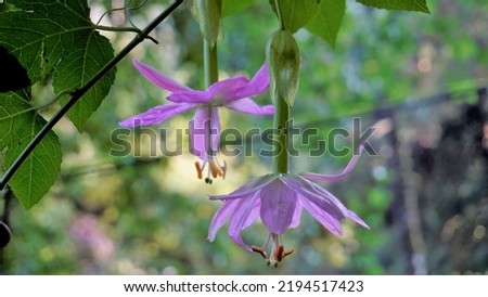 Beautiful flowers of Passiflora tripartita also known as banana passionflower, poka, passionfruit. Rare flower in natural green background.