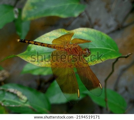 dragonfly perched on the leaf