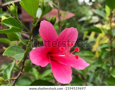 beauty pink flower Hibiscus rosa-sinensis at garden area