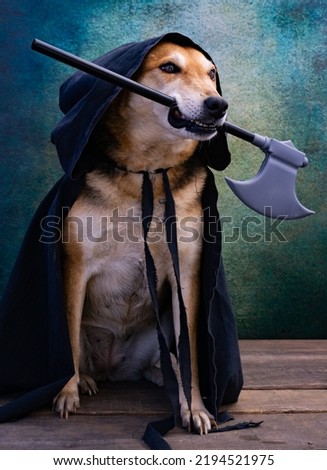 Dog dressed for halloween and day of the dead with a black cape with a hood and an ax in his mouth