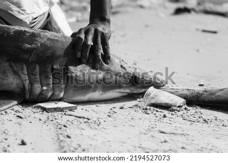 Mako shark killed in Hann Bay