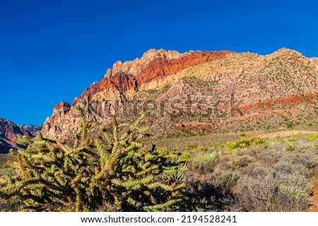 Cholla Cactus With Aztec Sandstone of The Red Rock Escarpment, Red Rock National Conservation Area, Las Vegas, Nevada, USA Royalty-Free Stock Photo #2194528241