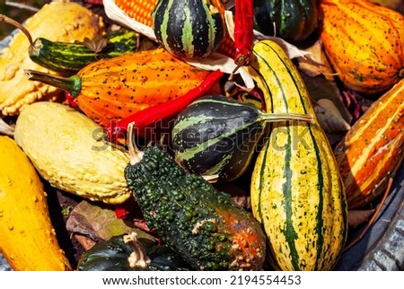Various pumpkins on a pile. Yellow, green, orange pumpkins close-up. Autumn, holiday and Halloween concept.