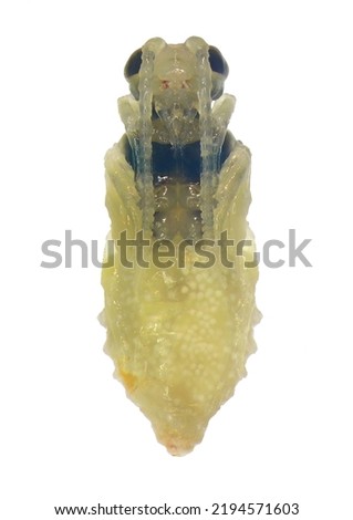 Parasitic wasp, Chelonus insularis (Hymenoptera: Braconidae) is a natural enemy egg-larval parasitoid of noctuid moths (Lepidoptera: Noctuidae). Pupa isolated on a white background