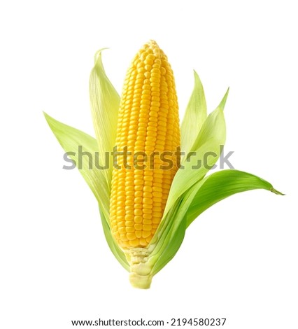 Fresh corn isolated on white background. Clipping path. Royalty-Free Stock Photo #2194580237