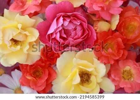 Macro soft focus shot abstract background of closeup of beautiful summer delicate red, yellow, orange Rose Peonies. Pastel and soft bouquet floral card. Banner Autumn 
flowers of different colors
