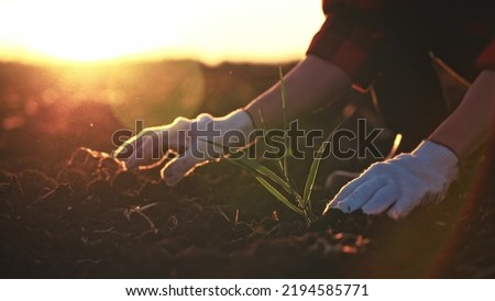 In field farmer small sprout plant in chernozem and sprinkles it with earth with his hands in gloves. Gardening in rural areas. New plantation in summer fresh herbs on fruitful soil in garden bed. Royalty-Free Stock Photo #2194585771