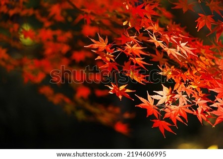 Background material photo of Japanese maple with autumn leaves shining in the autumn sunlight