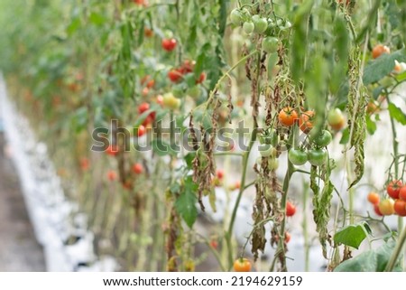 Tomato green wilt disease, tomato plant wilt and die green in organic farming. Royalty-Free Stock Photo #2194629159