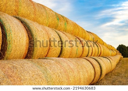 Straw rolls are piled on top of each other on the side of the meadow street. Winter feed for animals.