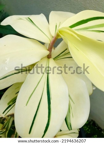 Beautiful green with white colors of Variegated Spiral Ginger(Costus arabicus‘Variegatus’)are growing up in the garden for decorate in the corner of house, outdoor plants for air filter plant in house