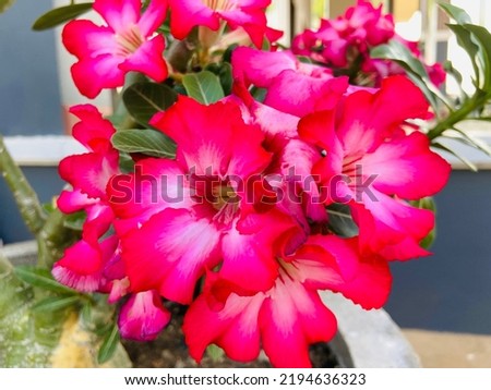 Beautiful pink impala lily(Desert Rose, Sabi Star, Adenium Multiflorum desert rose)(Adenium multiflorum)are blooming in the tropical garden among the green leaves on a sunny day in the rainy season