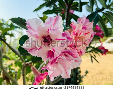 Beautiful pink impala lily(Desert Rose, Sabi Star, Adenium Multiflorum desert rose)(Adenium multiflorum)are blooming in the tropical garden among the green leaves on a sunny day in the rainy season