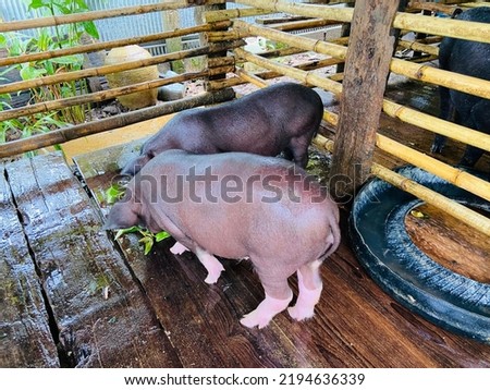 Thai local small pigs enjoy eating food and fresh vegetables in their wooden stable.