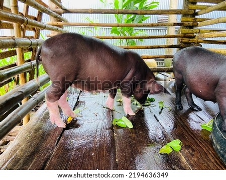 Thai local small pigs enjoy eating food and fresh vegetables in their wooden stable.