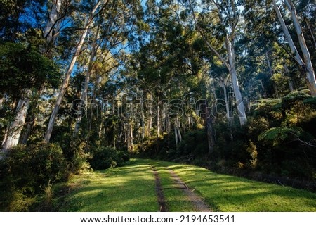 The popular O'Shannassy Aqueduct Trail for bikers and hikers on a cool autumn morning near Warburton in Victoria, Australia