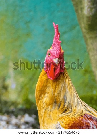 image of Roosters in the garden stock photo.