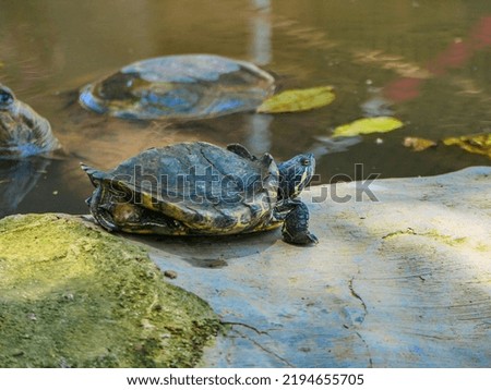 Images of various tortoise near the water pool.