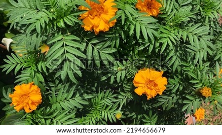 Flat lay, Tagetes flower, a plant known in English as marigold