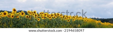 Universal banner for different professions with sunflower