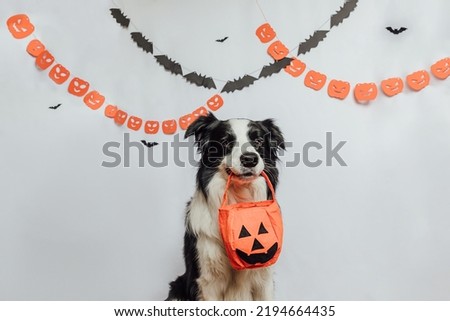 Trick or Treat concept. Funny puppy dog border collie holding jack o lantern pumpkin basket for candy in mouth on white background with halloween garland decorations. Preparation for Halloween party Royalty-Free Stock Photo #2194664435