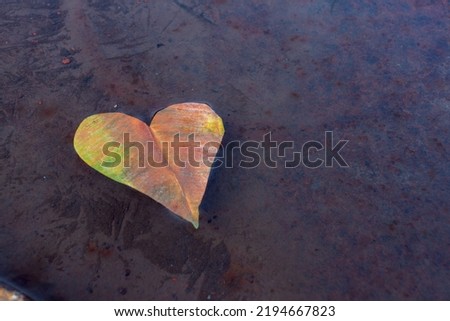 Yellow heart-shaped leaf on the water